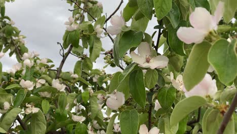 primer plano de flores de membrillo, membrillo durante el período de floración, flor