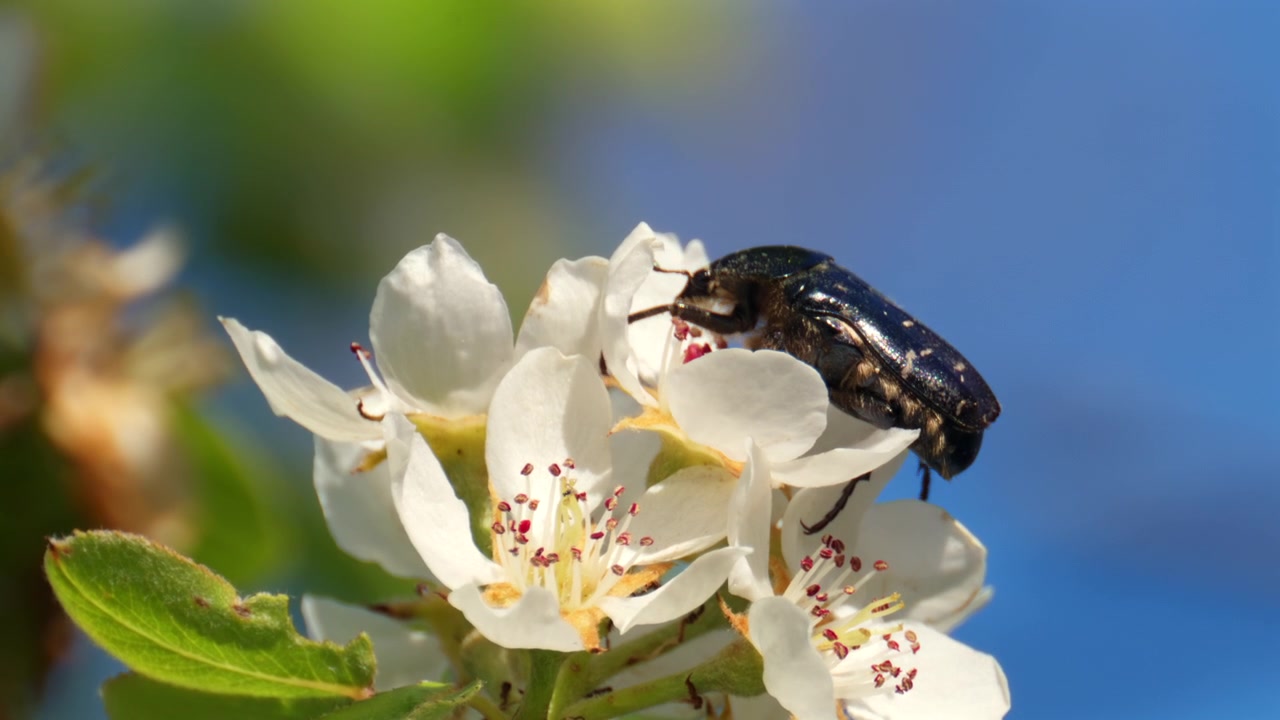 Close up shot of a honey bee pollinating delicate white blossoms under a clear blue sky