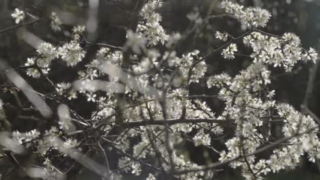 white blossom in woodland