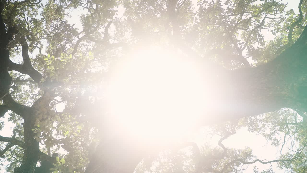Sonnenlicht bricht durch Eichenäste mit natürlichem Lens Flare und subtiler Kamerabewegung auf Ibiza.