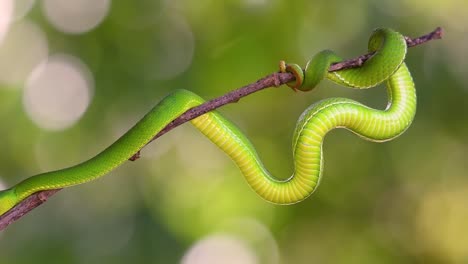 la víbora de labios blancos es una víbora venenosa endémica del sudeste asiático y a menudo se encuentra durante la noche esperando en una rama o rama de un árbol cerca de un cuerpo de agua con muchos alimentos