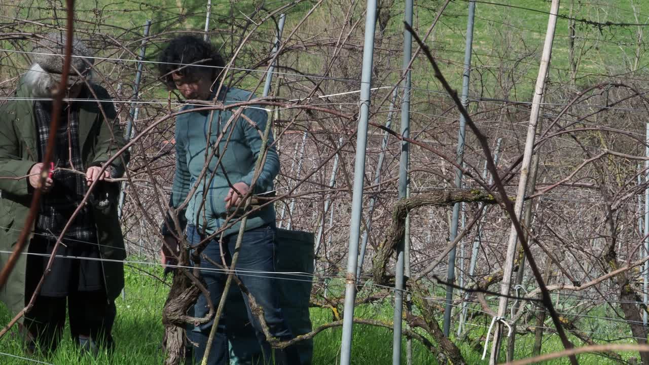 Two resilient women farmers prune grapevines uphill in a lush organic vineyard near Castell’Arquato, trimming branches during late winter with care and strength, captured in slow motion