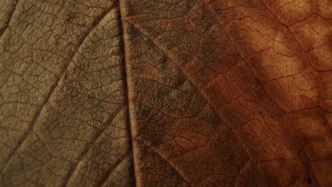 Extreme-macro-shot-of-a-leaf-spinning-counter-clock-wise