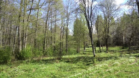 beautiful landscape of a swedish forest