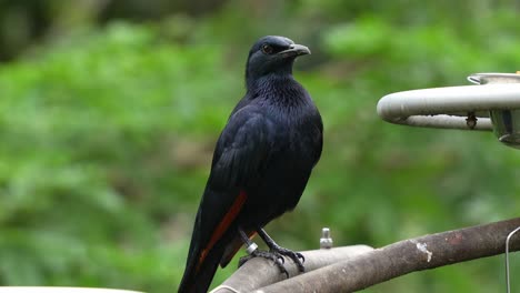 estornino de alas rojas macho, onychognathus morio con plumaje negro brillante, posado en una barra de metal en un recinto, preguntándose por los alrededores, llamando para atraer pareja durante la temporada de apareamiento, de cerca