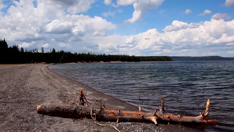 a tree branch or piece of dead wood sitting on the sand near the shores of yellowstone lake