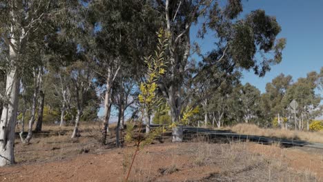 A young golden wattle tree covered in blossoms, representing Australia’s national floral emblem