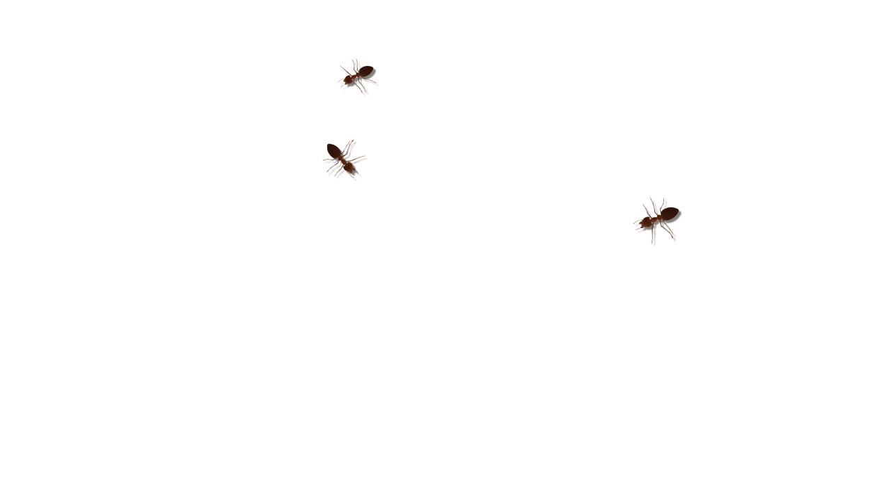 Wild ant walking on path loop background group of ant walking animal spreading infection prevention