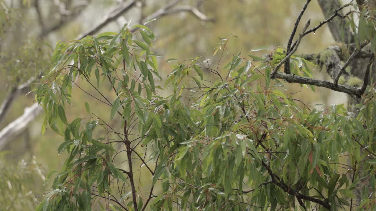 Macchia australiana autoctona a Lamington, Scenic Rim, sotto una pioggia leggera e il vento