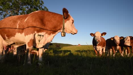 A-cow-is-looking-behind-another-cow-walking-away