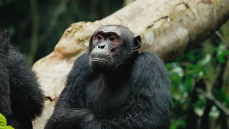 Chimpancé-Relajado-En-Su-Hábitat-Natural,-Uganda