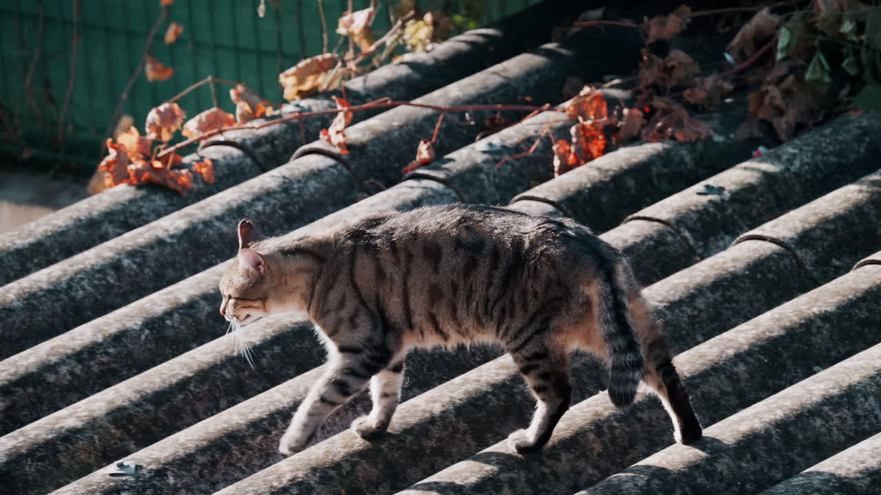 Striped cat walking on an old roof while looking around