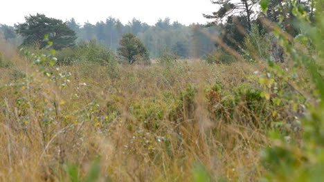 summer natural landscape with wild growing plants and lush forest trees behind the field - wide shot