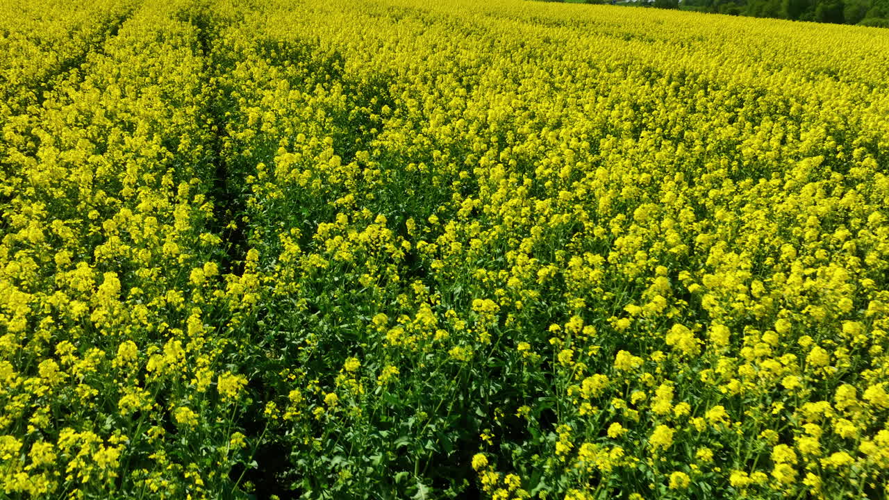 Aerial shot of a vast rapeseed field in full bloom, creating a sea of yellow flowers