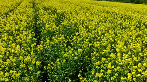 aerial shot of a vast rapeseed field in full bloom, creating a sea of yellow flowers