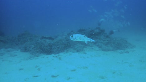 cano island costa rica reef with pufferfish in clear blue water