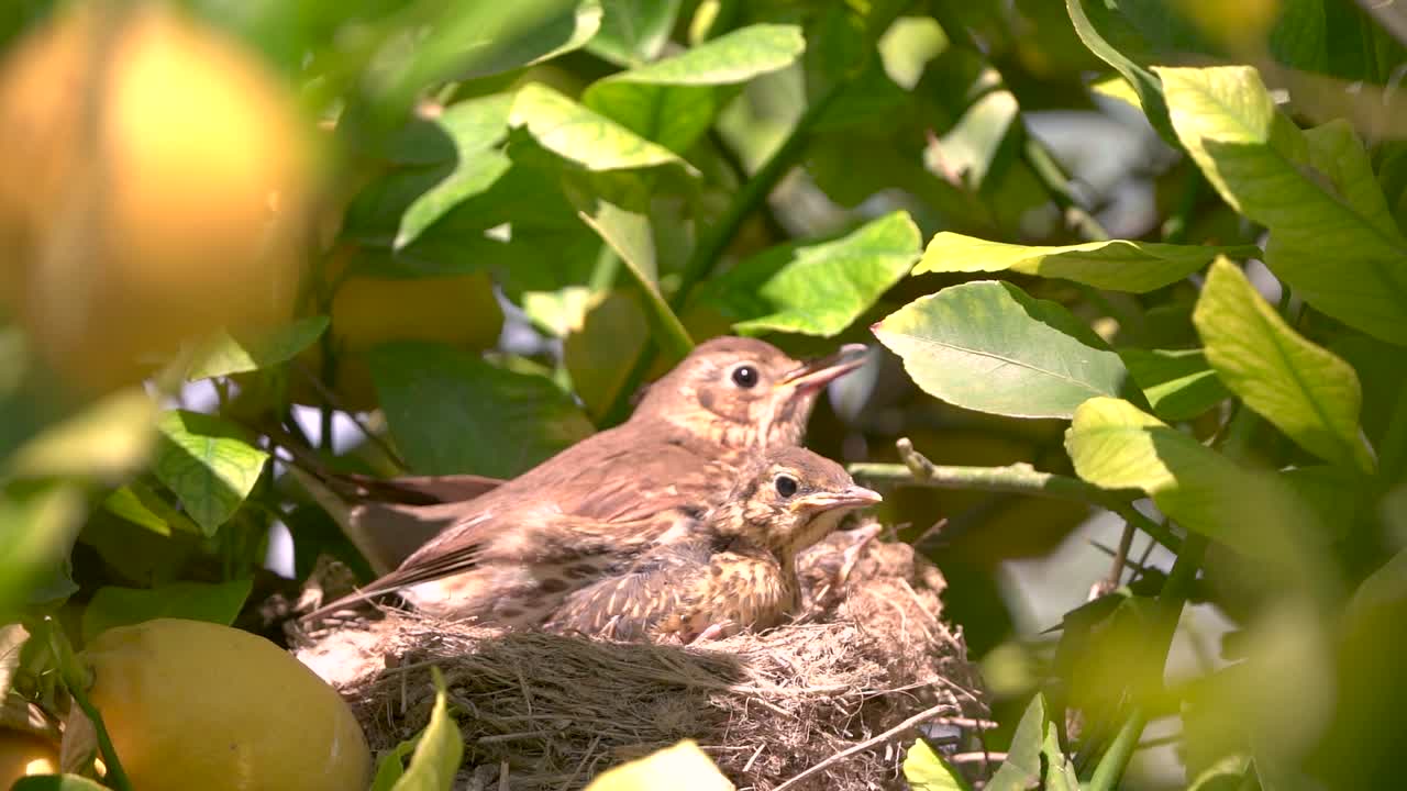 verdadero pájaro de la trucha en el nido alimenta a los bebés y a los polluelos