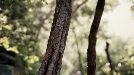 Bosque-De-Alerces-Con-Luz-Solar-Y-Sombras-Al-Amanecer