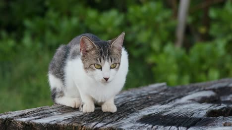 Straßenkatze-Im-Park