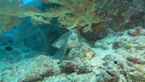 Enorme-Tortuga-Bajo-Un-Colorido-Abanico-De-Mar-Despegando