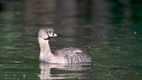somormujo pico de varios colores nadando en el río en busca de comida