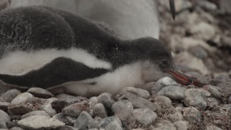 penguin chick laying on the ground in freezing cold antarctica