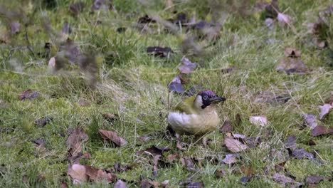 bird woodpecker green feeding grass animal nature uk