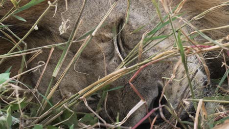 Nahaufnahme-Des-Gesichts-Eines-Männlichen-Löwen,-Der-Mit-Seinen-Augen-Blinzelt,-Tansania,-Serengeti-Nationalpark