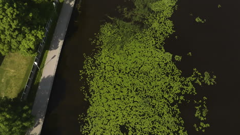 vista aérea inclinada sobre las cañas en la orilla del río de la ciudad de parnu, verano en estonia