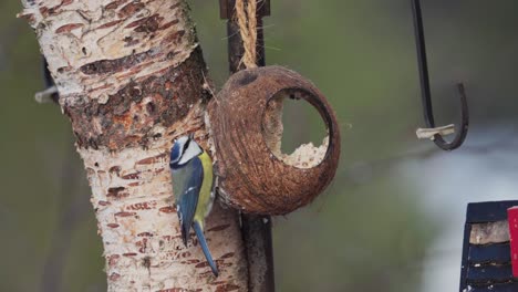 pájaros tit azul euroasiático comiendo pulpa de coco en el árbol