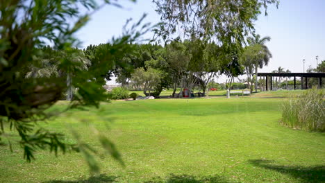 árbol-Increíble-En-El-Parque-De-Golf-Verde-Punta-Cana-República-Dominicana