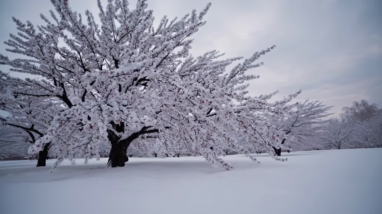 Wide-angle video captures snow-laden trees in a serene winter landscape, showcasing the beauty
