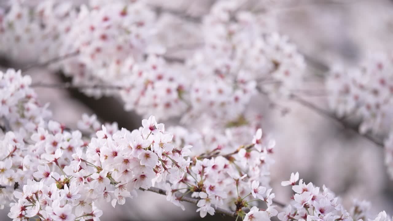 Cherry trees in full bloom