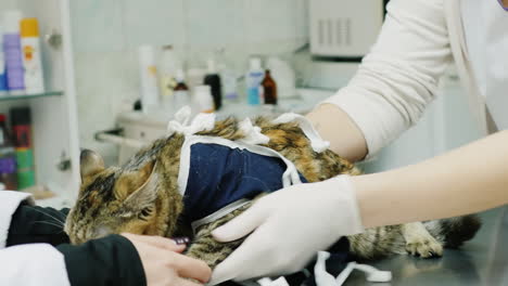 the doctor examines the cat after the operation animal care in the clinic