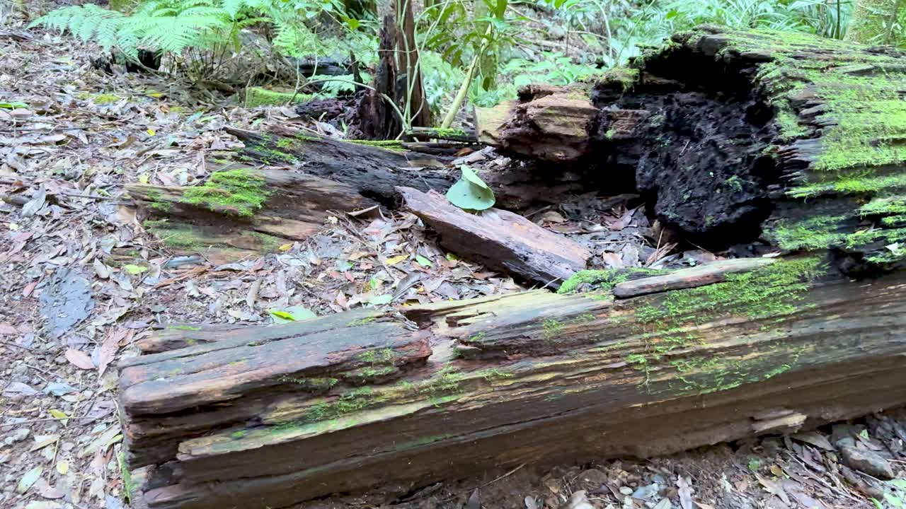 Camera slowly pans along moss-covered fallen log in lush, shaded rainforest environment