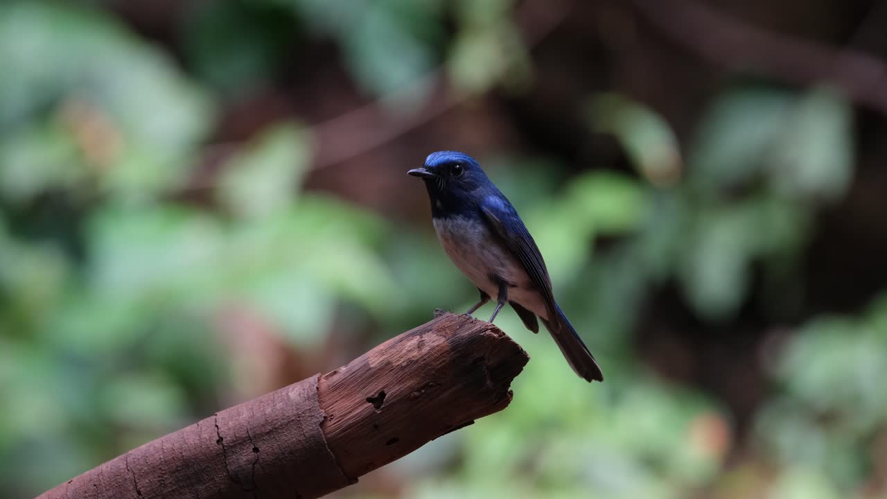 카메라 은 이 새가 이 부러진 가지에 앉아서 왼쪽으로 바라보는 것을 보여줍니다. - 하이난 블루 플라이캐처 (cyornis hainanus thailand)
