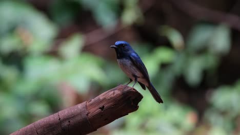 la cámara hace zoom para revelar a este pájaro mirando a la izquierda mientras está encaramado en esta rama rota, hainan blue flycatcher cyornis hainanus tailandia