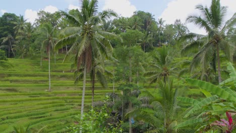 the lush beauty of tegallalang rice terraces in bali, indonesia