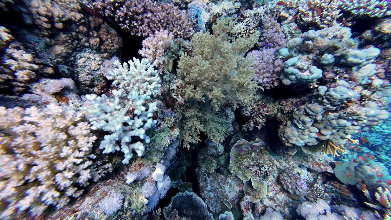 Mare con barriera corallina sottomarina multicolore a Dahab, Egitto.