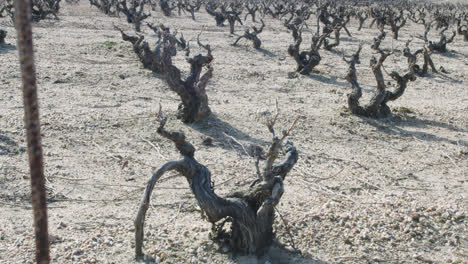 general slow motion shot of a vineyard worker outside a wine factory in burgos, spain in the summer morning cloudy