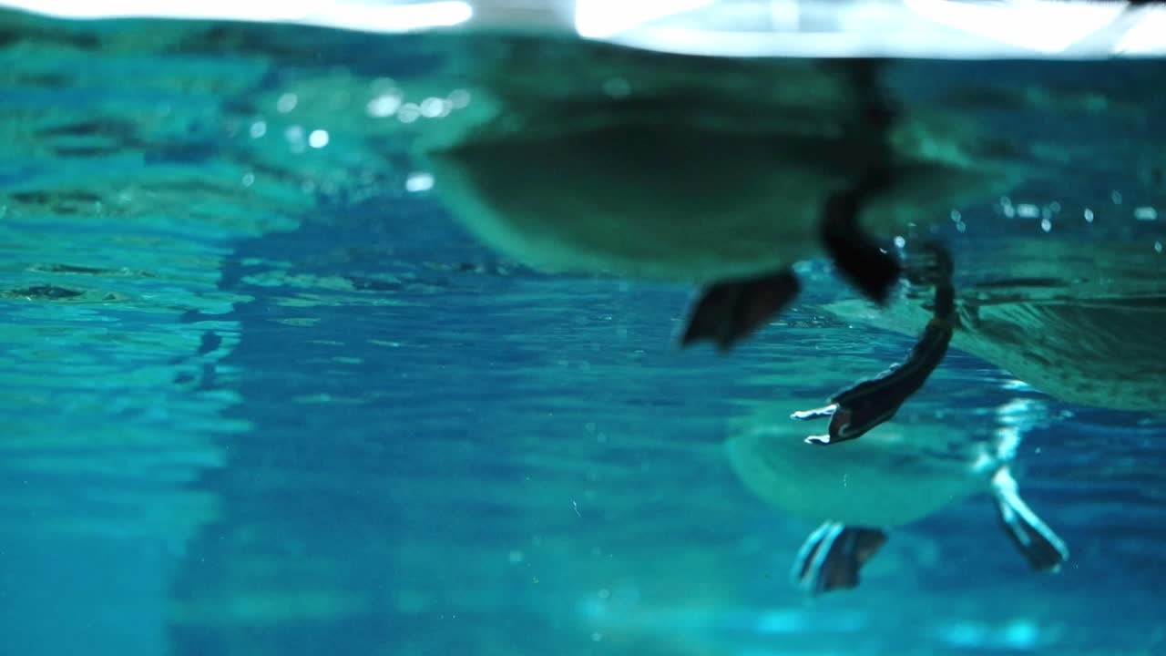 Scena sotto la superficie di anatre che galleggiano sull'acqua.