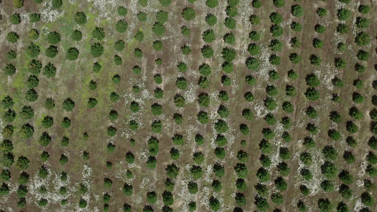 líneas de desarrollo de pinos perennes en terrenos abiertos para reforestación, antena