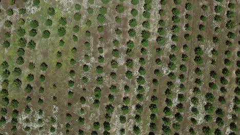 lines of developing evergreen pine trees on open land for reforestation, aerial