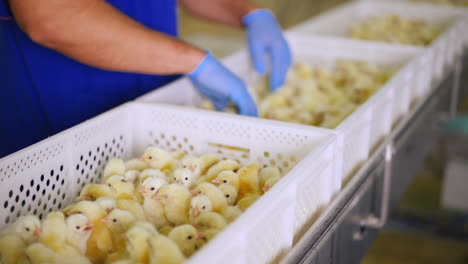 unknown male worker wearing blue gloves and uniform checks the little yellow chicks at factory. poultry industry concept.