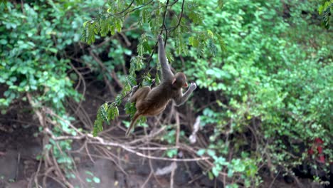 2-Monos-Jugando-En-El-árbol-Y-Teniendo-Romance