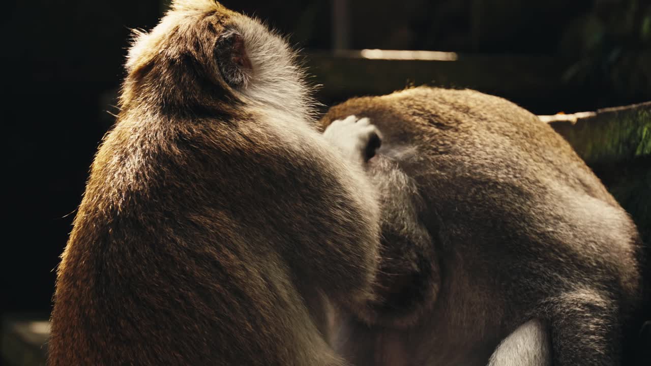 Up-close of Crab-eating macaque taking care of older monkey in Bali, Indonesia at a temple