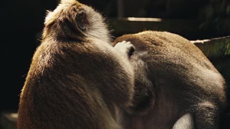 up-close of crab-eating macaque taking care of older monkey in bali, indonesia at a temple