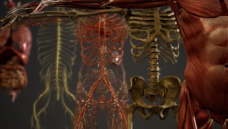 ilustración animada de la anatomía humana en 3d