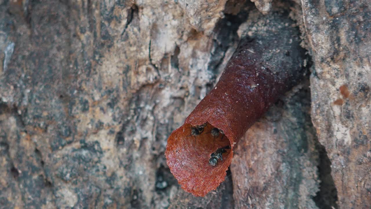 Primo piano di un nido di vespe che sporge da un albero