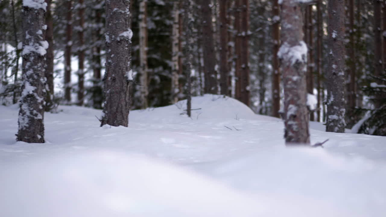 inquadratura dal basso di terreno innevato e tronchi d'albero nella pineta, dolly in movimento a destra